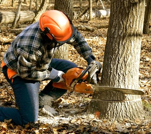 Tree Removal in Sunderland, MD